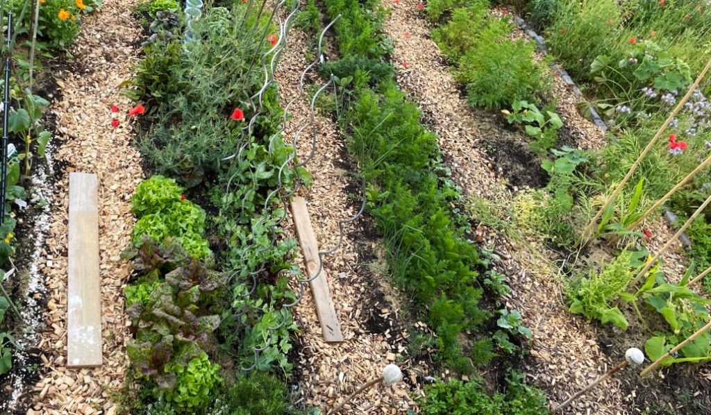 Garten mit Wildpflanzen