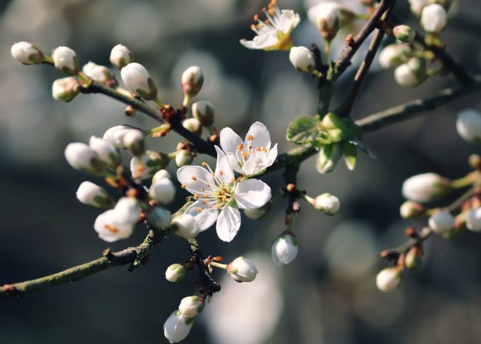 Knospen am Baum